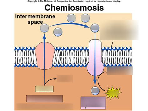 Chemiosmosis Diagram | Quizlet