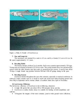 Guidelines on Gambusia fish seed distribution in mahabubabad district | PDF