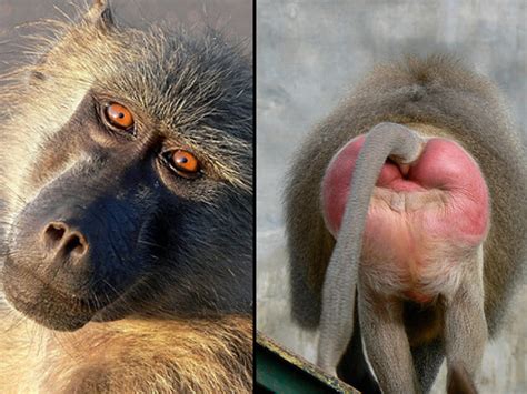 The baboon paradox: why bosses look so ugly from behind | Prospect Magazine