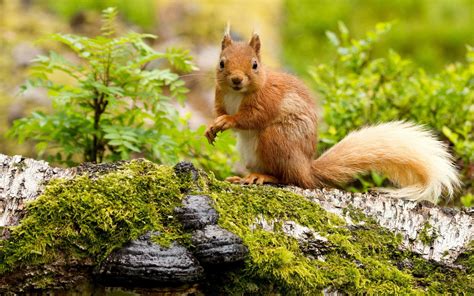 Desktop Hintergrundbilder Eichhörnchen Nagetiere Laubmoose 1920x1200