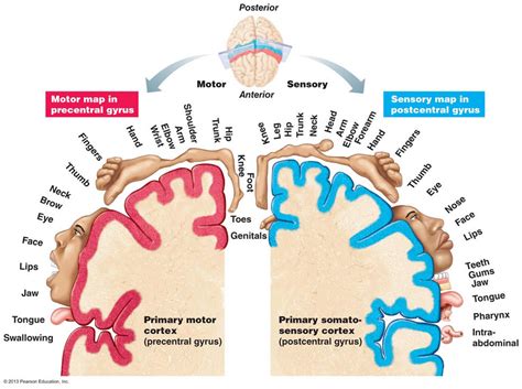 Sarcasm and Stethoscopes • fuckyeahphysiotherapy: Homunculus and Cerebral...