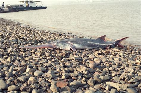 Chinese Paddlefish: History, Facts, Size, Habitat, Classification & Much More - Animals Name