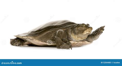 Soft-shell Turtles - Family: Trionychidae Stock Image - Image of animal, species: 5204485