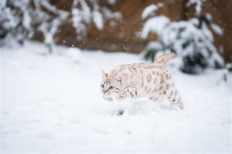 Owning a Snow Bengal Cat: Everything You Need to Know - Helping Guide ...