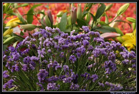 Prime Photos: Lalbagh Flower Show January 2012