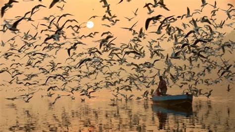 Migratory Birds Thrive at Punjab's Harike Wetland: A Haven for Avian Guests