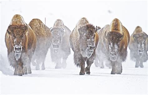 mammal_bison-herd-snow-yellowstone-national-park_panos-laskarakis_3731x2400 - Radio Cafe