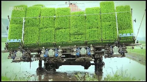 Modern Rice Cultivation Israel Agriculture technologies - YouTube