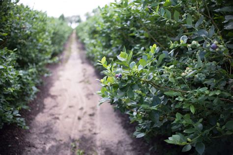 Easy Guide To Fertilizing Blueberry Plants | Jung Seed’s Gardening Blog