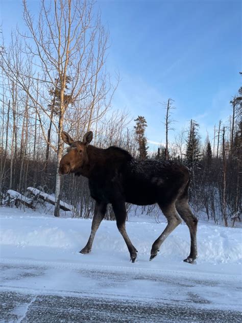 A Winter Guide To BWCA Trout Fishing : Sportsmen for the Boundary Waters