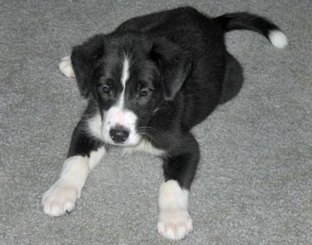 Sadie Grace the Border Collie Mix Border Collies For Sale, Border Collie Mix Puppies, Beagle Mix ...