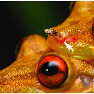 Female frog-biting midge (Corethrella spp.) sucking blood at the ...