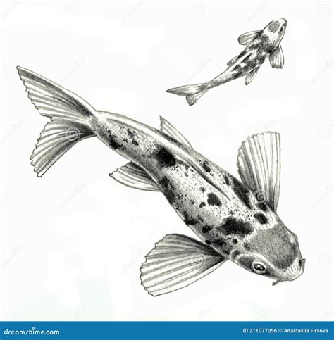 Koi Fish Drawing Realistic : Realistic Koi Fish Pencil Drawing | Bodenswasuee