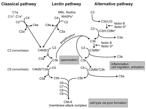 complement activation are shown. Eventually, all three pathways lead to the formation of C3 ...