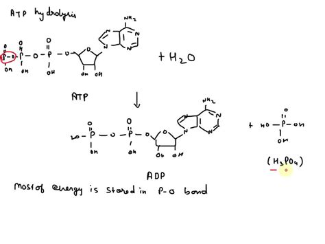 the hydrolysis of atp is required to transport certain molecules into ...