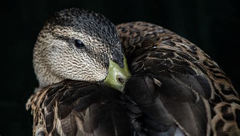 Just Ducky Photograph by Exploretography Gallery - Fine Art America