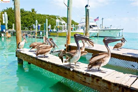 11 Top Things to Do in Key Largo, FL - Your Travel Guide