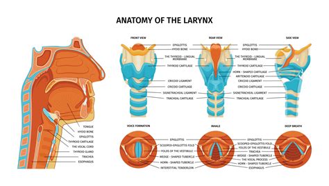 Anatomy Of Larynx Composition 25804470 Vector Art at Vecteezy