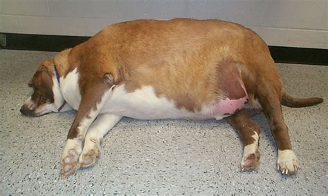 Obesity Management in Dogs