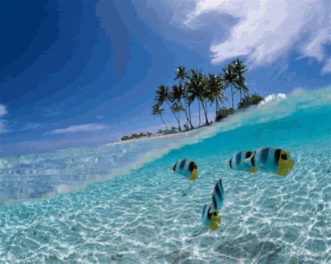 Tropical Beach GIF - Tropical beach - Discover & Share GIFs