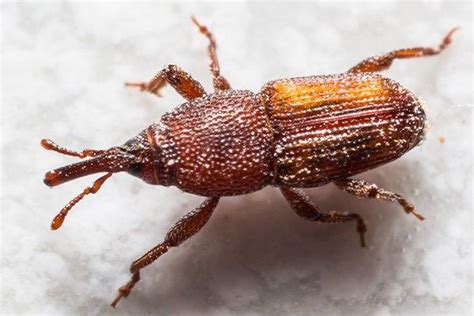 Weevils | A Guide To Weevil Identification & Prevention