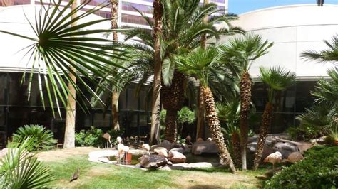 Wildlife Habitat at the Flamingo - Vegas Food & Fun