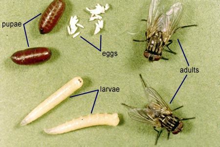 house fly life cycle | Nature's Crusaders