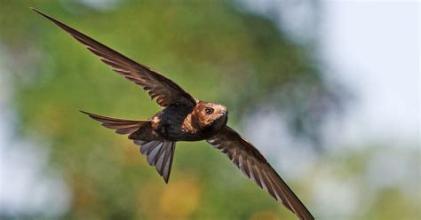 The Common Swift Is No Longer the Fastest-Flying Animal | Audubon