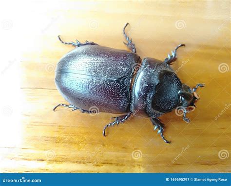 Dung Beetle Species in the Table Stock Image - Image of animal, closeup: 169695297