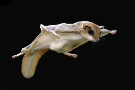 The Northern Flying Squirrel | Flying squirrel, Squirrel, Squirrel species