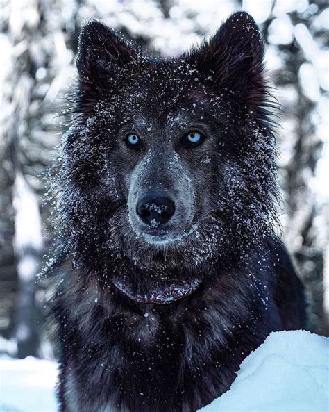 EARTH FOCUS on Instagram: “Husky eyes are the best! Photo by @wander_with_willow Explore. Share ...