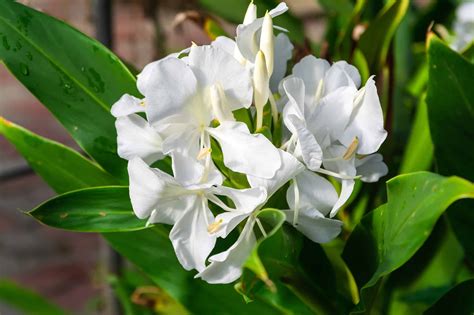 Discover The National Flower of Cuba: Hedychium Coronarium - A-Z Animals