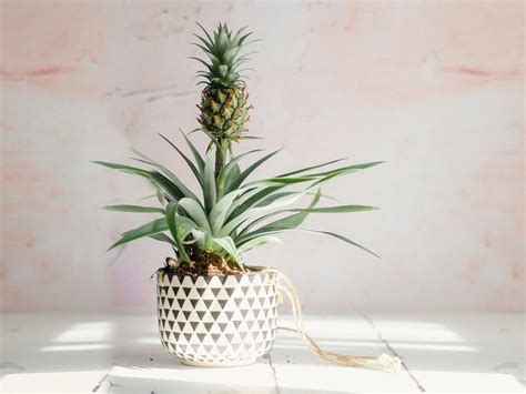 How to Grow and Take Care of a Pineapple Houseplant