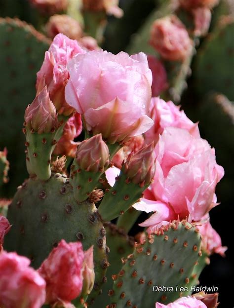 Why Grow Paddle Cacti? DLB's 16 Reasons | Debra Lee Baldwin