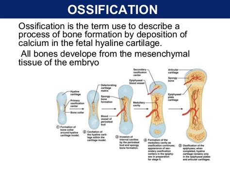 Ossification