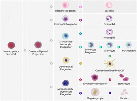 Main steps and players in myelopoiesis. Graph depicting the still ...