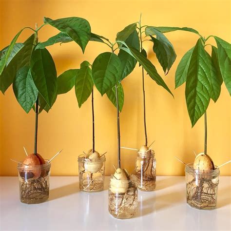 Growing avocado from seeds can be easy. With patience and determination ...