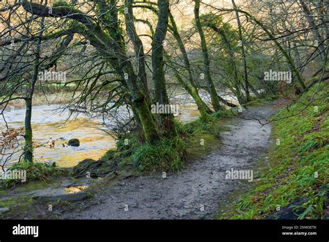 The footpath on the bank of the River Barle in Burridge Woods near ...