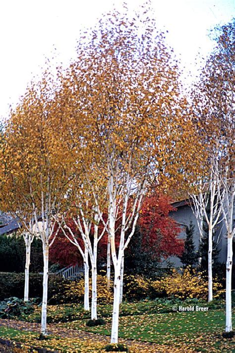 betula jacquemontii - Google Search | Backyard trees, Small trees for garden, Small back gardens