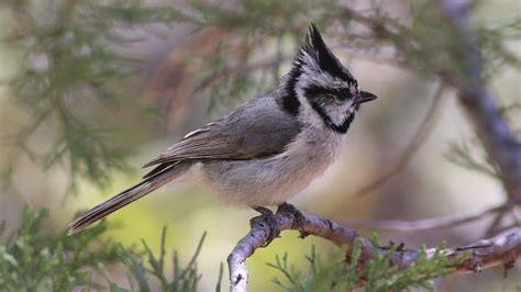 Bridled Titmouse | Audubon Field Guide