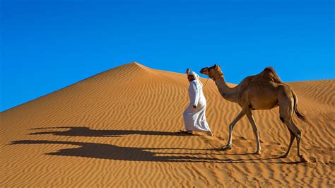 Saudi Arabia Desert Camels