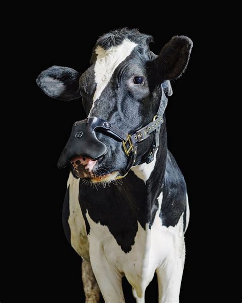 This burp-catching mask for cows could slow down climate change | WIRED UK