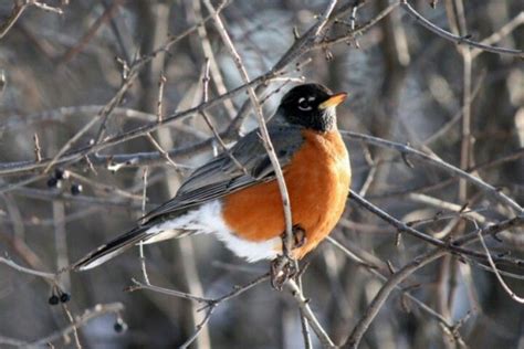 Wisconsin State Bird - Robin | State birds, Bird pictures, Beautiful birds