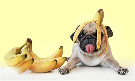 Will Banana Peel Hurt My Dog