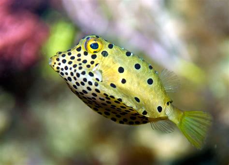 Boxfish: The Cube-Like Cutie of the Oceans Reefs - Ocean Info