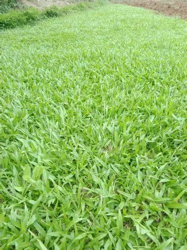 Natural Shade Lawn Grass at Rs 14/sq ft | New Items in Guntur | ID: 24211679455