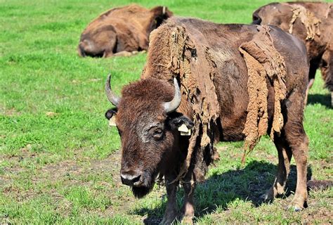 HD wallpaper: bison, buffalo, horns, american bison, wild, livestock ...