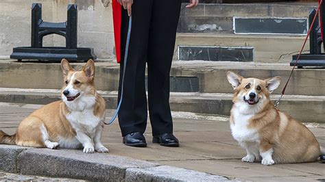 What Are The Queens Corgis Names