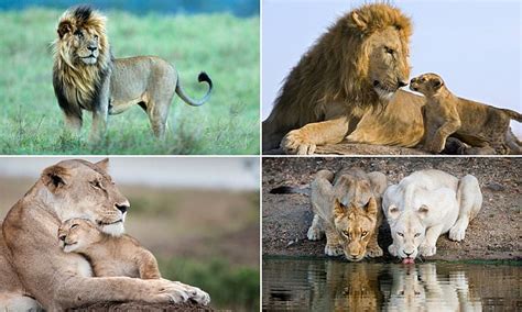 Incredible photographs show African lions in their stunning natural habitat | Daily Mail Online