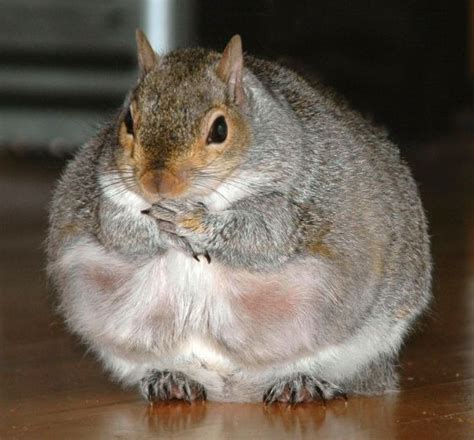 22+ Fat squirrels info